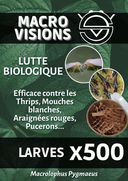 Macrolophus Pygmaeus – Larves par 500 – MACRO VISIONS