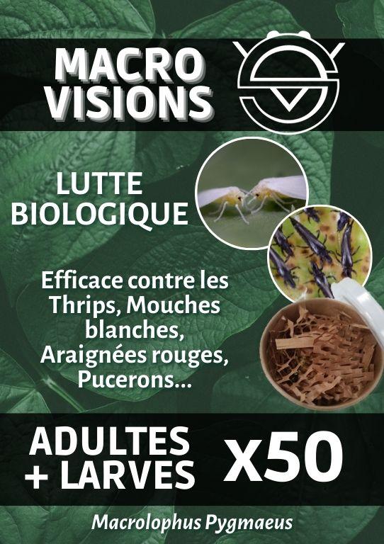 Macrolophus Pygmaeus – Mixte Adultes + Larves par 50 – MACRO VISIONS Macrolophus Pygmaeus – Mixte Adultes + Larves par 50 – MACRO VISIONS