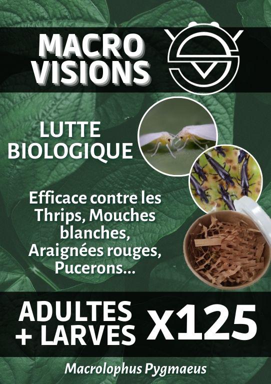 Macrolophus Pygmaeus – Mixte Adultes + Larves par 125 – MACRO VISIONS Macrolophus Pygmaeus – Mixte Adultes + Larves par 125 – MACRO VISIONS
