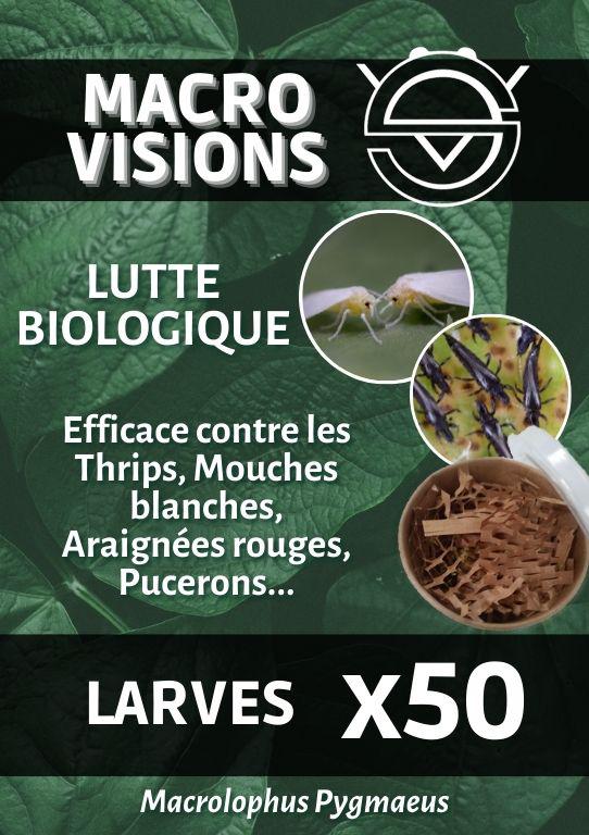 Macrolophus Pygmaeus – Larves par 50 – MACRO VISIONS