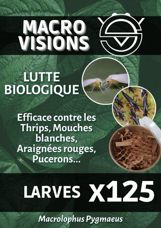 Macrolophus Pygmaeus – Larves par 125 – MACRO VISIONS