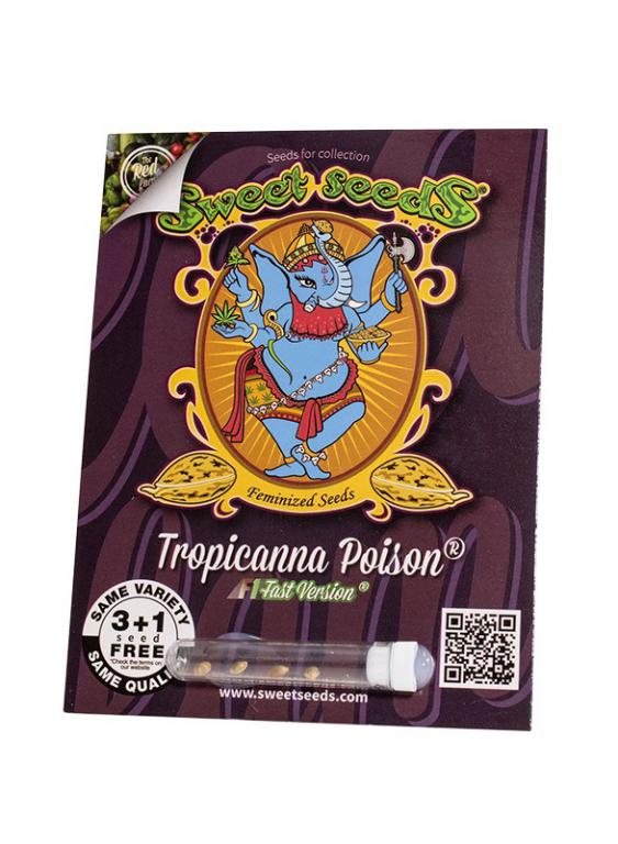 Tropicanna Poison F1 Fast Version – 3+1 graines – Sweet Seeds Tropicanna Poison F1 Fast Version – 3+1 graines – Sweet Seeds