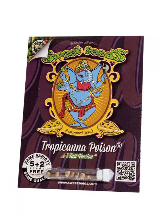 Tropicanna Poison F1 Fast Version – 5+2 graines – Sweet Seeds Tropicanna Poison F1 Fast Version – 5+2 graines – Sweet Seeds