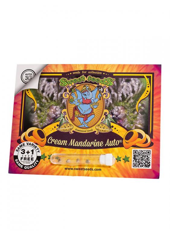 Cream Mandarine Auto – 3+1 graines – Sweet Seeds