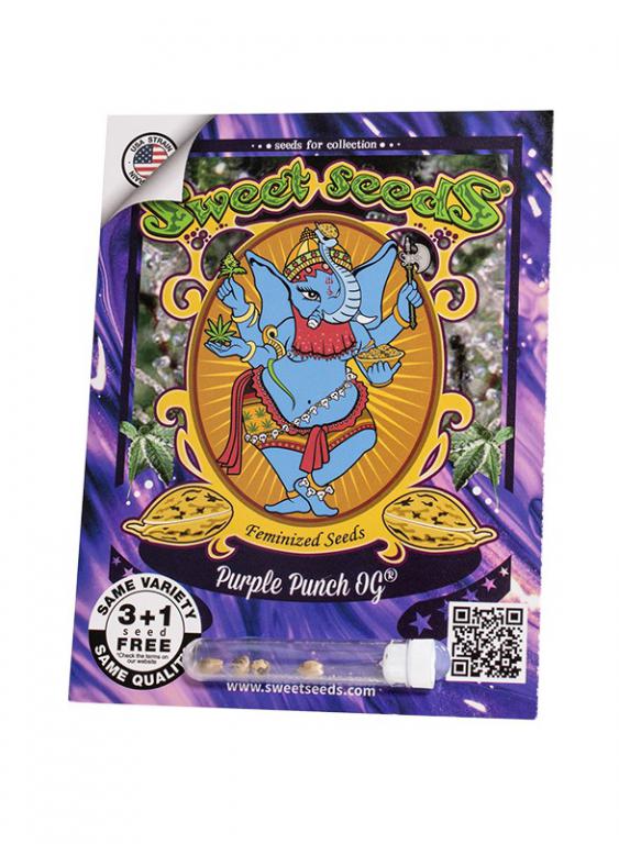 Purple Punch OG – 3+1 graines – Sweet Seeds