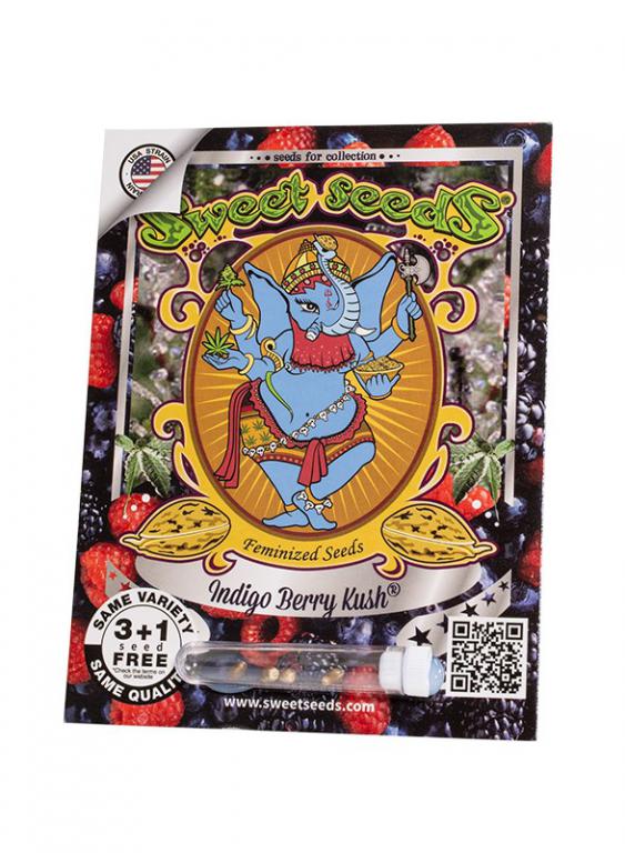 Indigo Berry Kush – 3+1 graines – Sweet Seeds