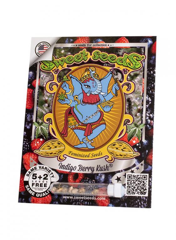 Indigo Berry Kush – 5+2 graines – Sweet Seeds