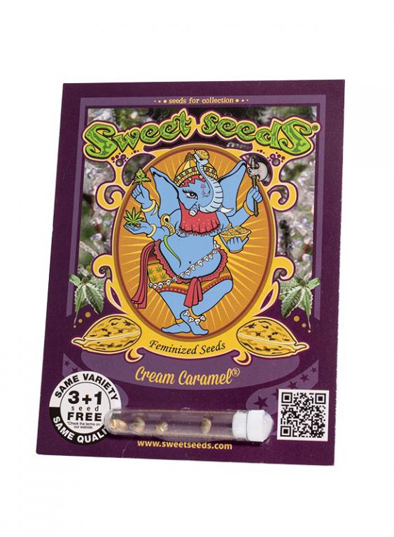 Cream Caramel – 3+1 graines – Sweet Seeds