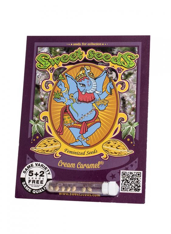 Cream Caramel – 5+2 graines – Sweet Seeds Cream Caramel – 5+2 graines – Sweet Seeds
