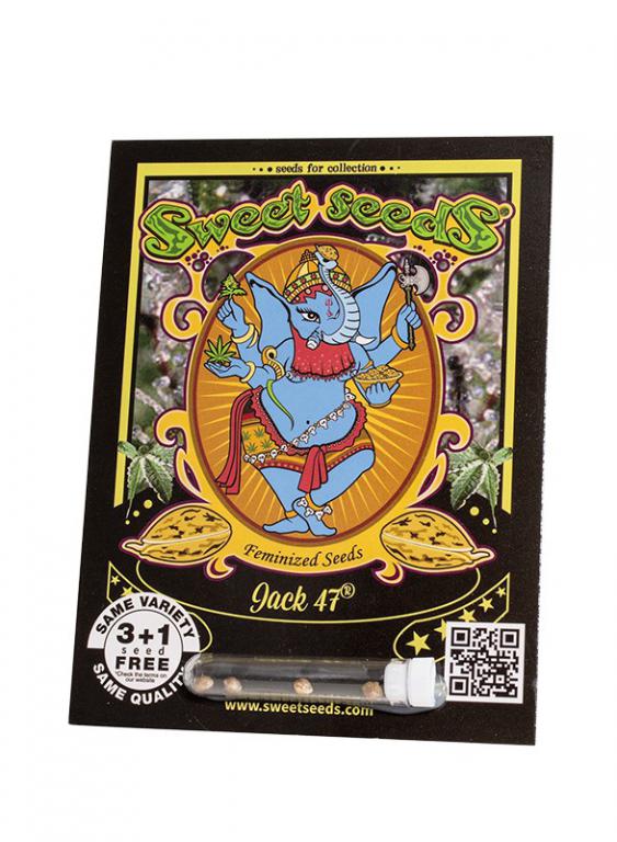 Jack 47 – 3+1 graines – Sweet Seeds