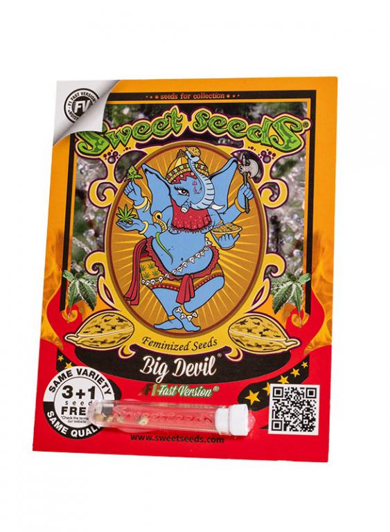 Big Devil F1 Fast Version – 3+1 graines – Sweet Seeds