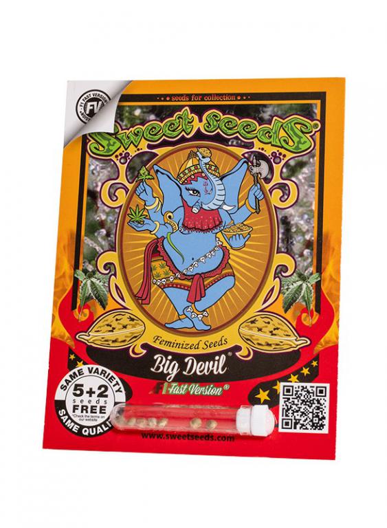 Big Devil F1 Fast Version – 5+2 graines – Sweet Seeds