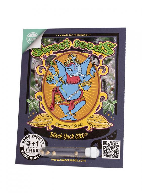 Black Jack CBD – 3+1 graines – Sweet Seeds Black Jack CBD – 3+1 graines – Sweet Seeds