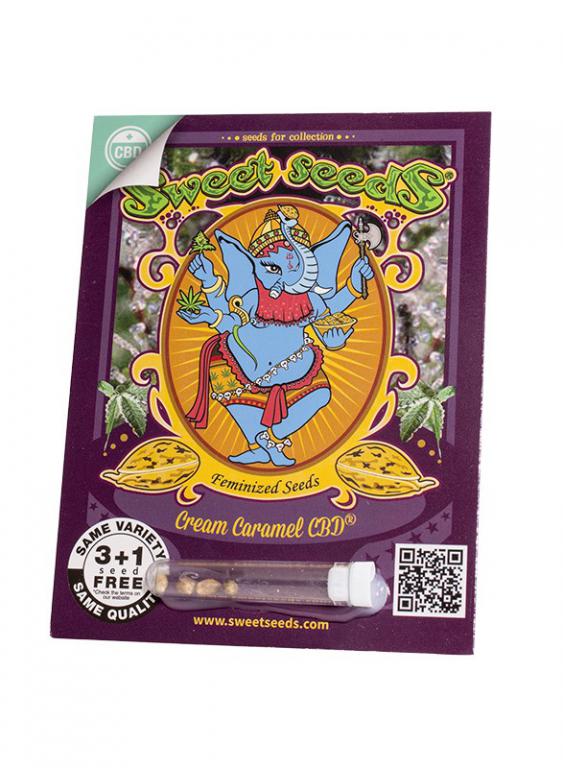 Cream Caramel CBD – 3+1 graines – Sweet Seeds