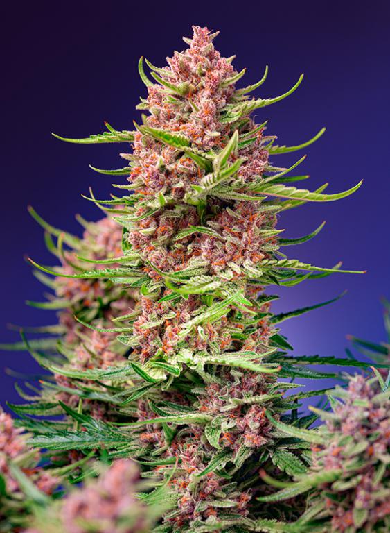 Strawberry Cola Sherbet F1 Fast Version – 3+1 graines – Sweet Seeds Strawberry Cola Sherbet F1 Fast Version – 3+1 graines – Sweet Seeds