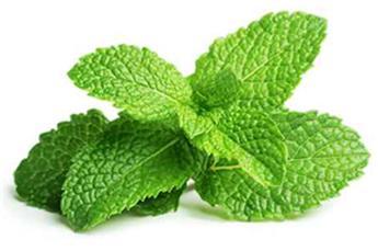 Menthe Mojito