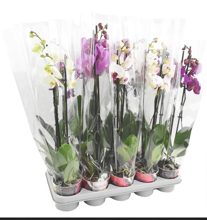 Phalaenopsis
