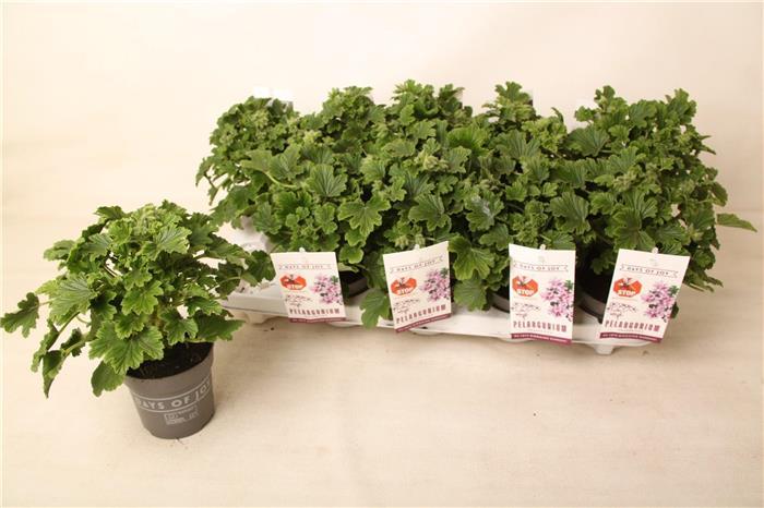 Pelargonium Anti Mosquito