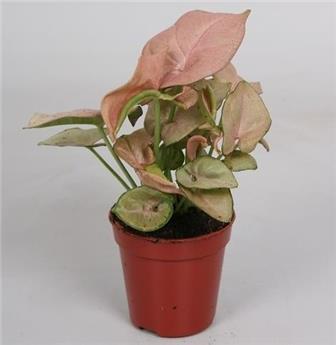 Syngonium Red Heart