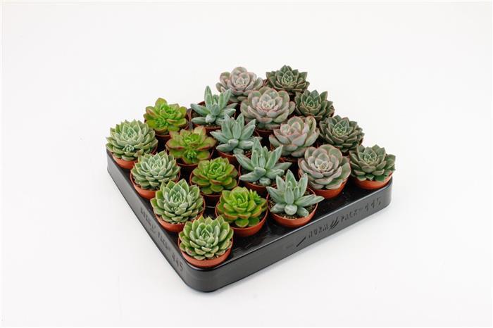 Echeveria Varies