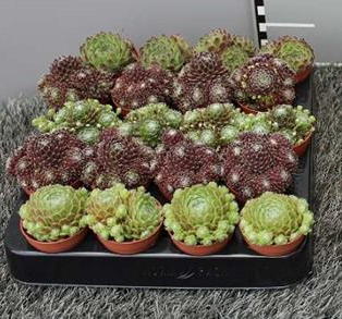Sempervivum Varies