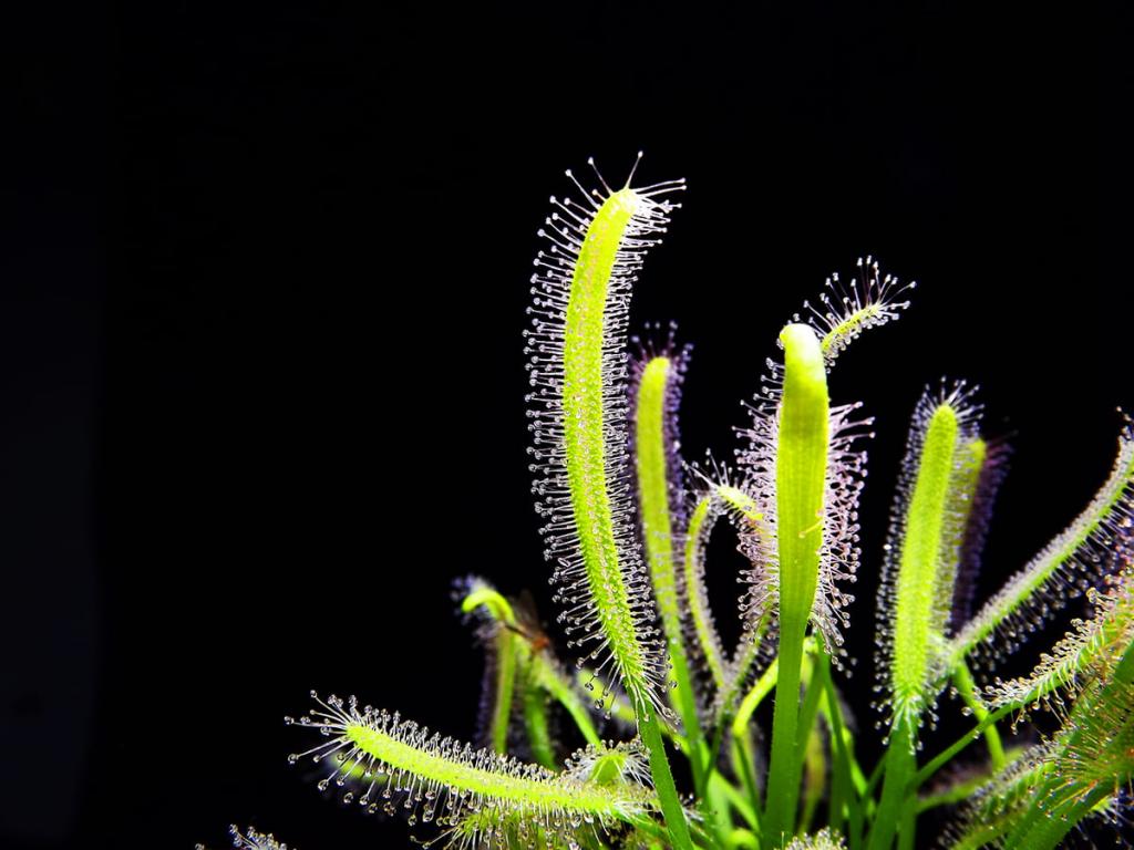 Drosera capensis Albino