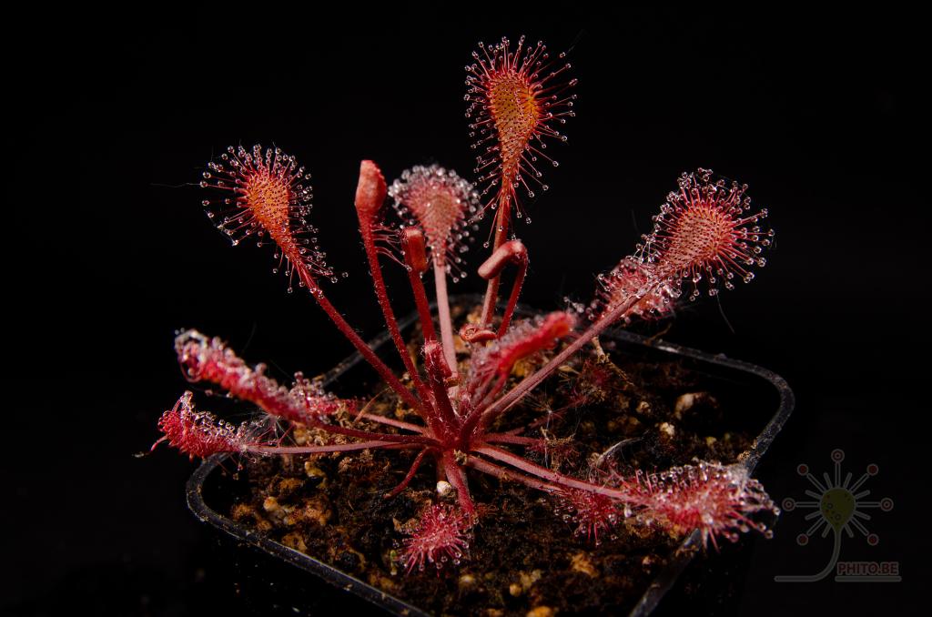 Drosera eloisiana