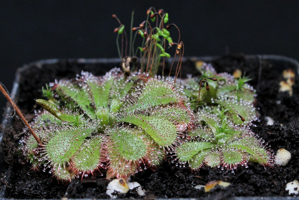 Drosera aliciae