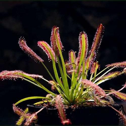 Drosera capensis