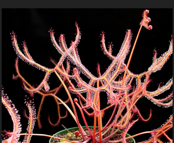 Drosera binata var. multifida f. extrema