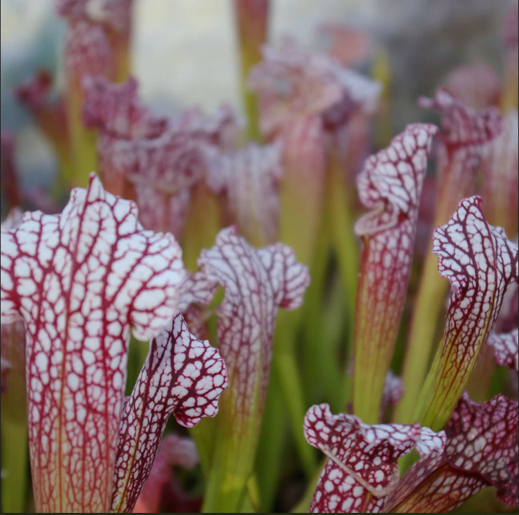 Sarracenia cv Bella