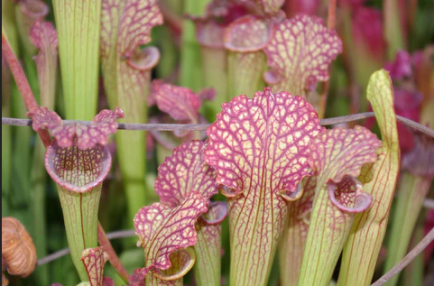 Sarracenia x farnhamii