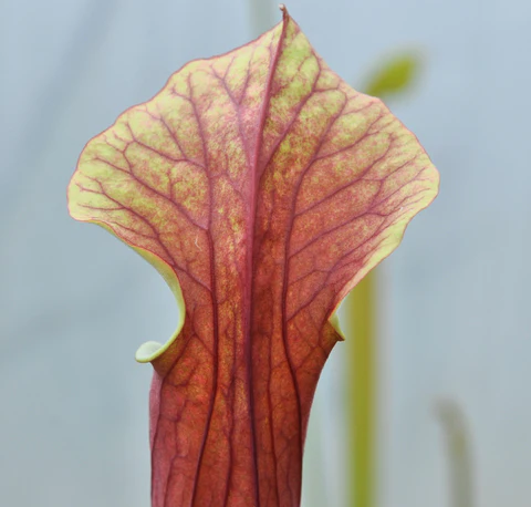 Sarracenia flava hybride Sarracenia flava hybride