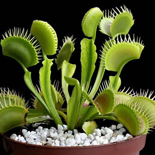 Dionaea muscipula – pot 11 cm Dionaea muscipula – pot 11 cm