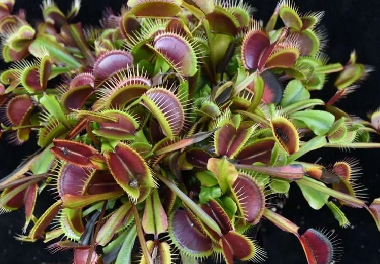 Dionaea Holland Red Dionaea Holland Red