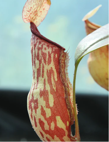 Nepenthes x gaya