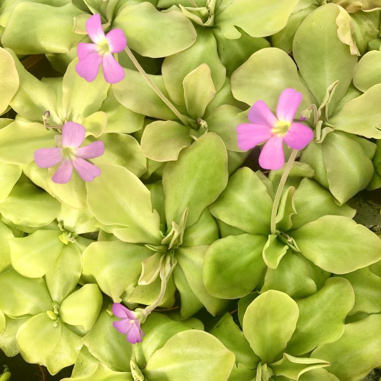 Pinguicula x guatemala Pinguicula x guatemala
