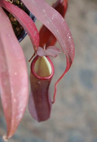 Nepenthes x Rebbeca Soper Nepenthes x Rebbeca Soper