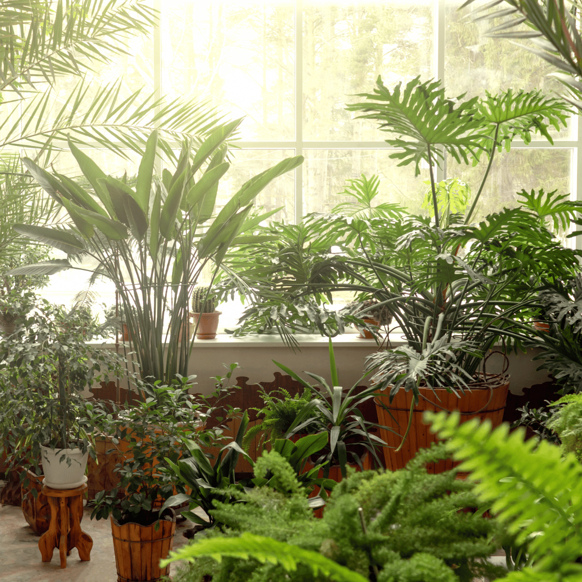 La lumière et vos plantes