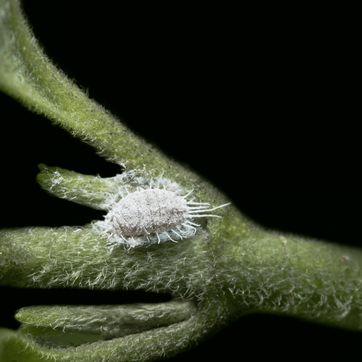 Protéger ses plantes !